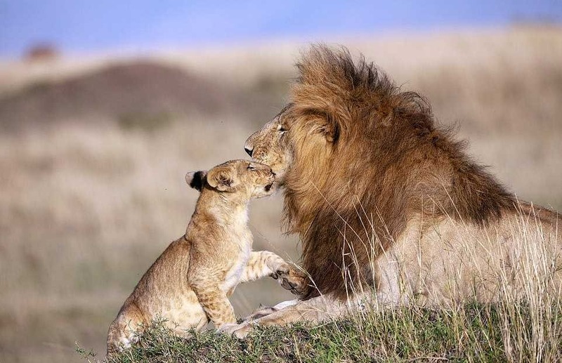Un photographe capture un père lion et son petit dans une étreinte magique