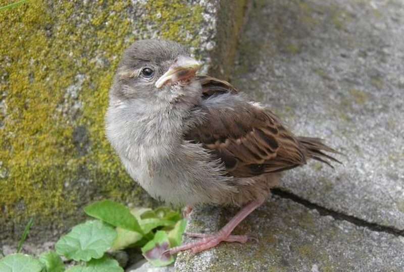 Un pitbull sauve un oiseau tombé du nid et l'adopte comme son propre enfant