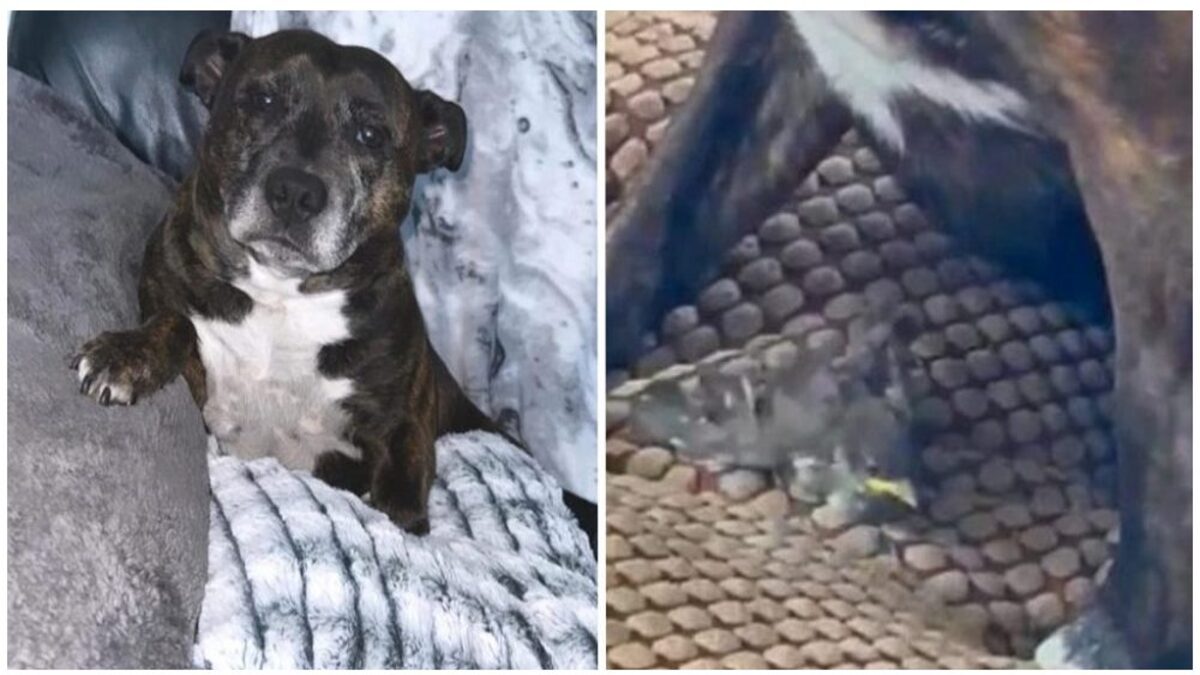 Un pitbull sauve un oiseau tombé du nid et l'adopte comme son propre enfant