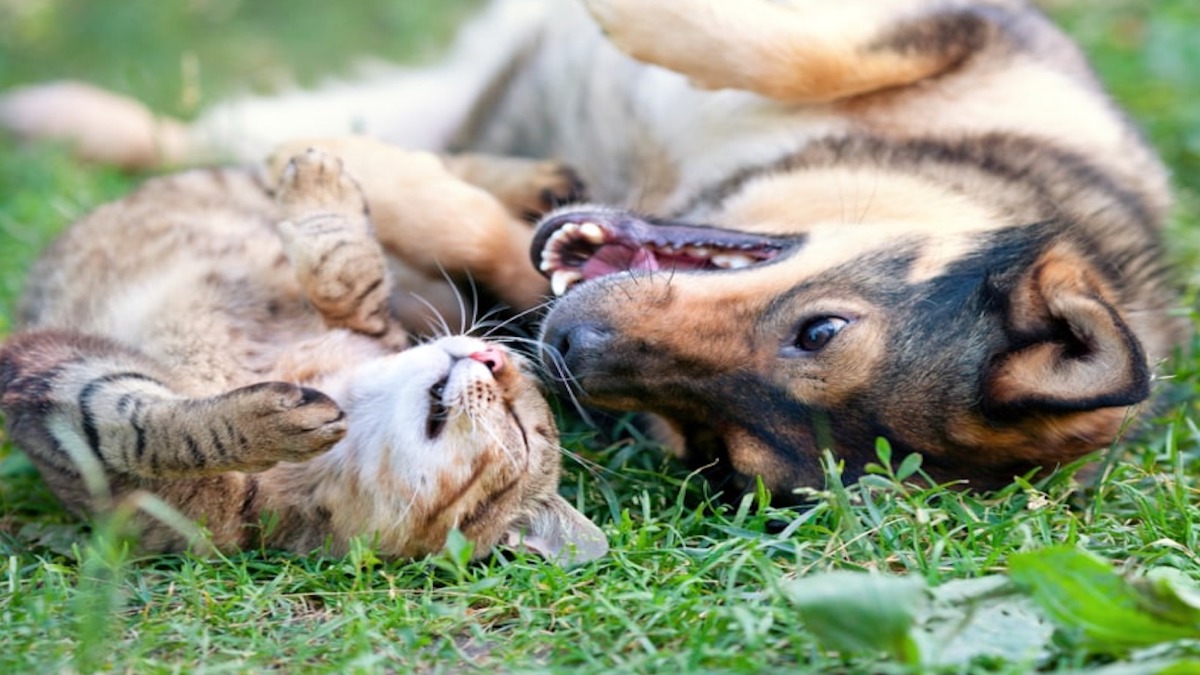 Un puma appelle au secours un chien, la raison va vous surprendre littéralement