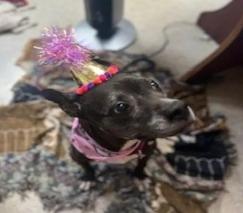 Un refuge organise une fête surprise pour une chiennne de 15 ans qui n'a toujours pas été adopté