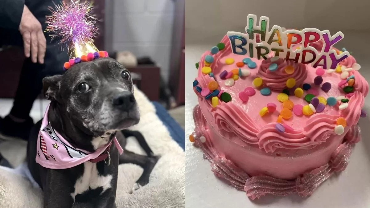 Un refuge organise une fête surprise pour une chienne de 15 ans toujours pas adoptée