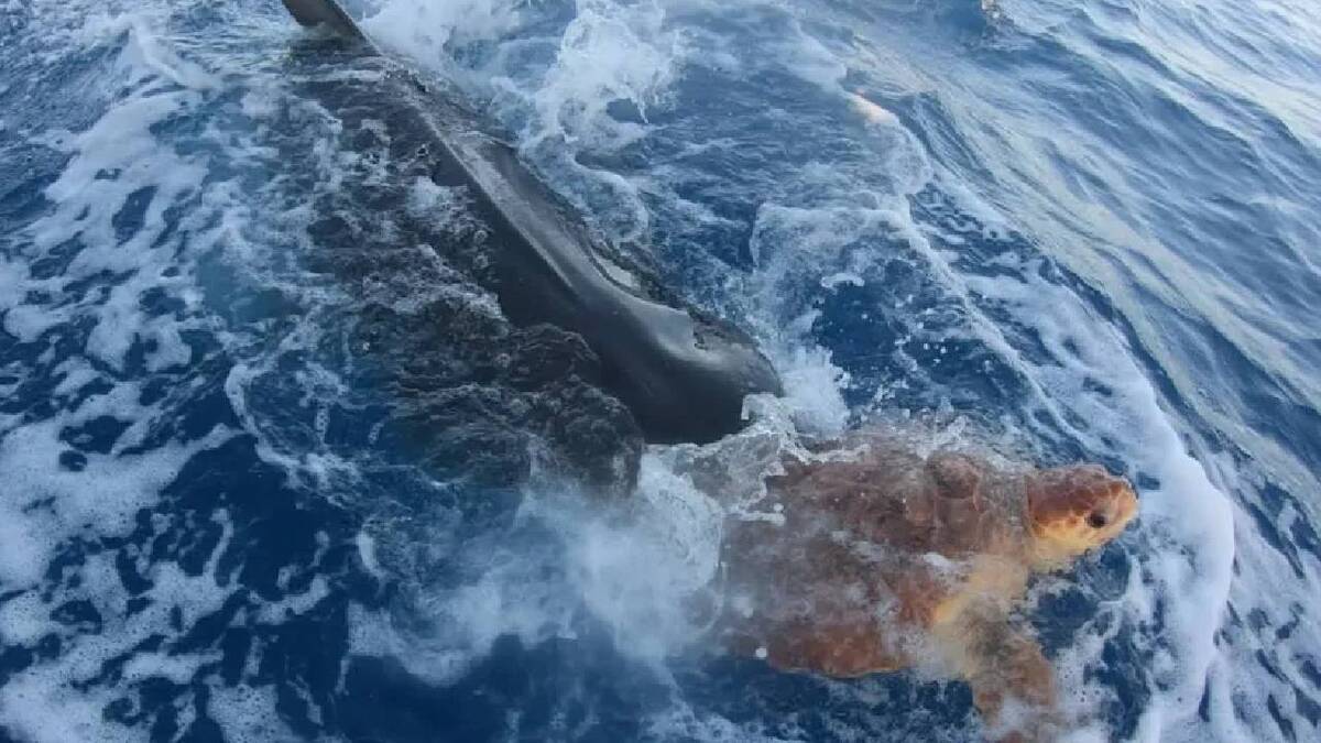 Un requin apporte une tortue blessée à des pêcheurs pour la "sauver"