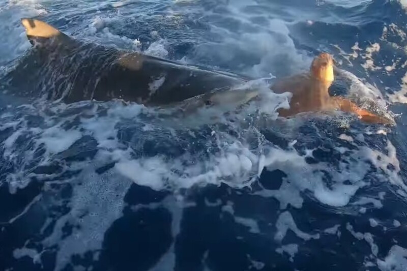 Un requin apporte une tortue blessée à des pêcheurs pour la "sauver"