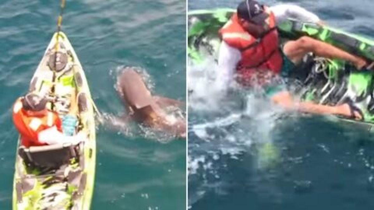 Un requin-taureau fait chavirer le kayak, cette terrible frayeur de ce pêcheur