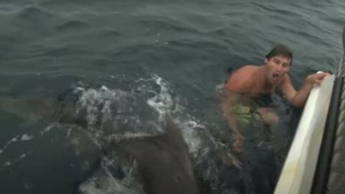 Un requin tigre se précipite sur le nageur, il a eu la peur de sa vie