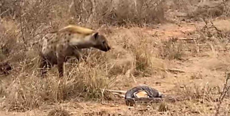 Un serpent python perd sa nourriture à cause d'une hyène voleuse, une vidéo surprenante