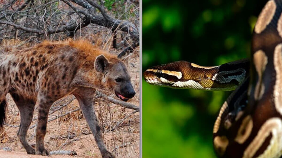 Un serpent python perd sa nourriture à cause d'une hyène voleuse, une vidéo surprenante