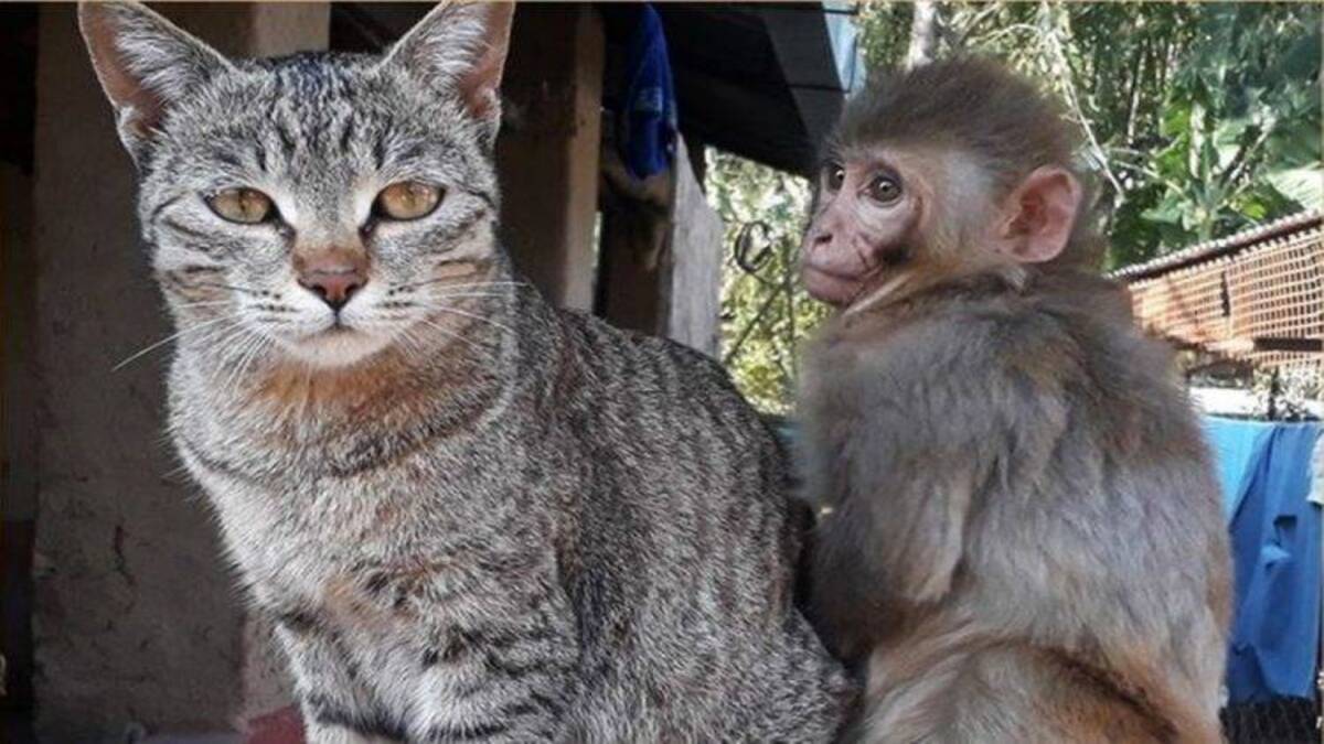 Une guenon blessée retrouve le goût de vivre grâce à cet adorable chat