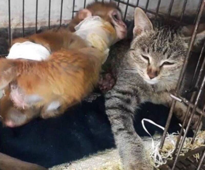 Une guenon blessée retrouve le goût de vivre grâce à cet adorable chat