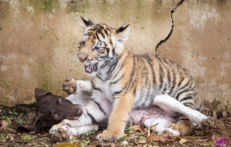 Un tigre rejeté par sa mère rencontre son meilleur ami