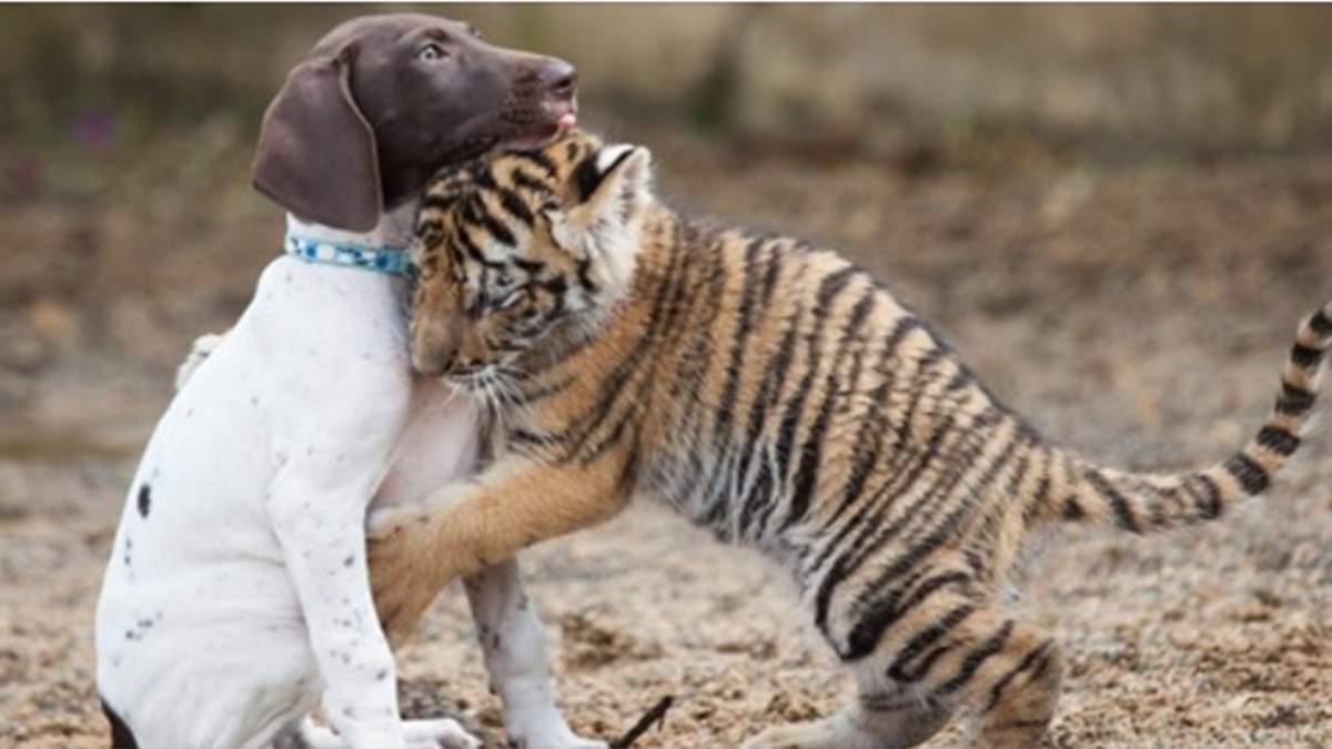 Un tigre rejeté par sa mère rencontre son meilleur ami