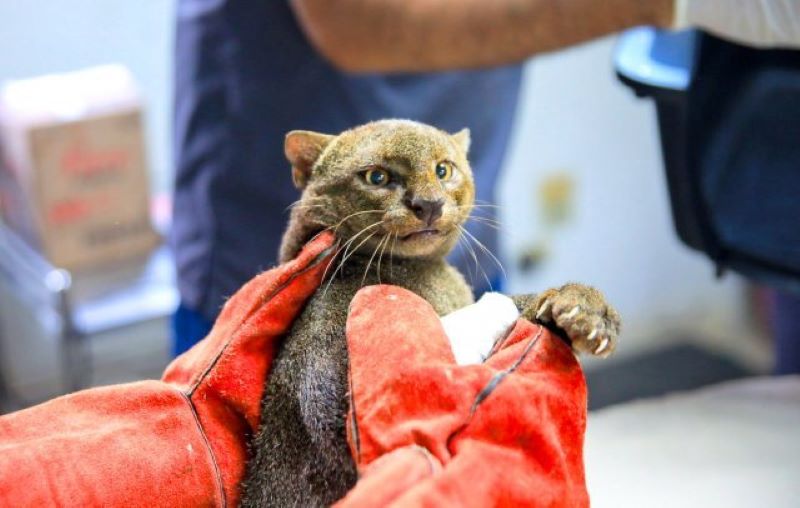 Une chatte enceinte, écrasée et abandonnée sur le bord d'une route, est sauvée