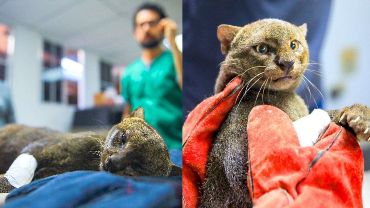 Une chatte enceinte, écrasée et abandonnée sur le bord d'une route, est sauvée