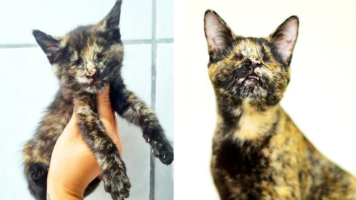 Une chatte qui inspire tout le monde : elle est née sans yeux, mais cela ne l'a pas empêchée d'être heureuse