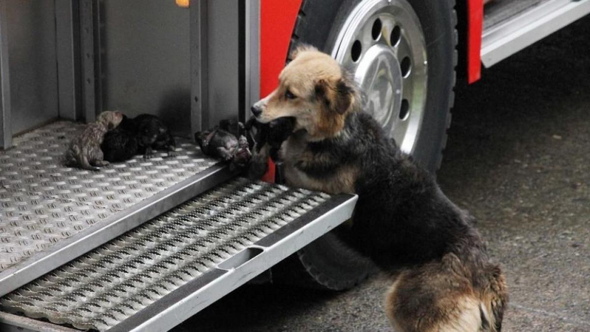 Une chienne a enterré ses chiots vivants pour les sauver