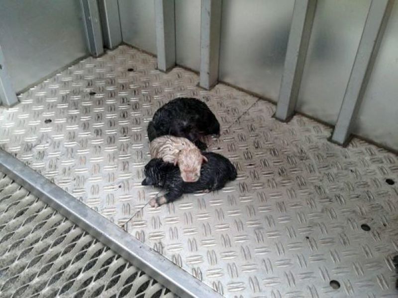 Une chienne a enterré ses chiots vivants pour les sauver