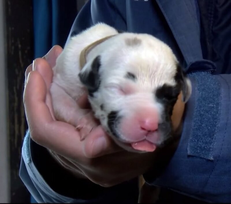 Une chienne dogue de Bordeaux donne naissance à un nombre record de 21 chiots en 27 heures 