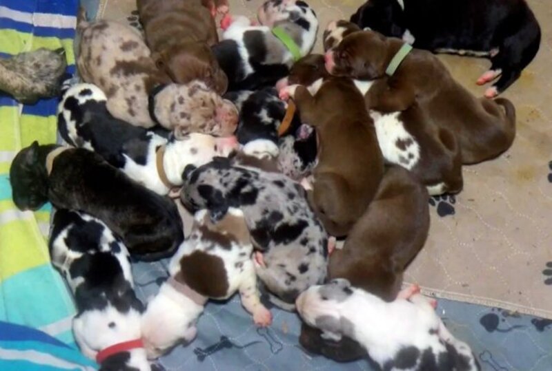 Une chienne dogue de Bordeaux donne naissance à un nombre record de 21 chiots en 27 heures 