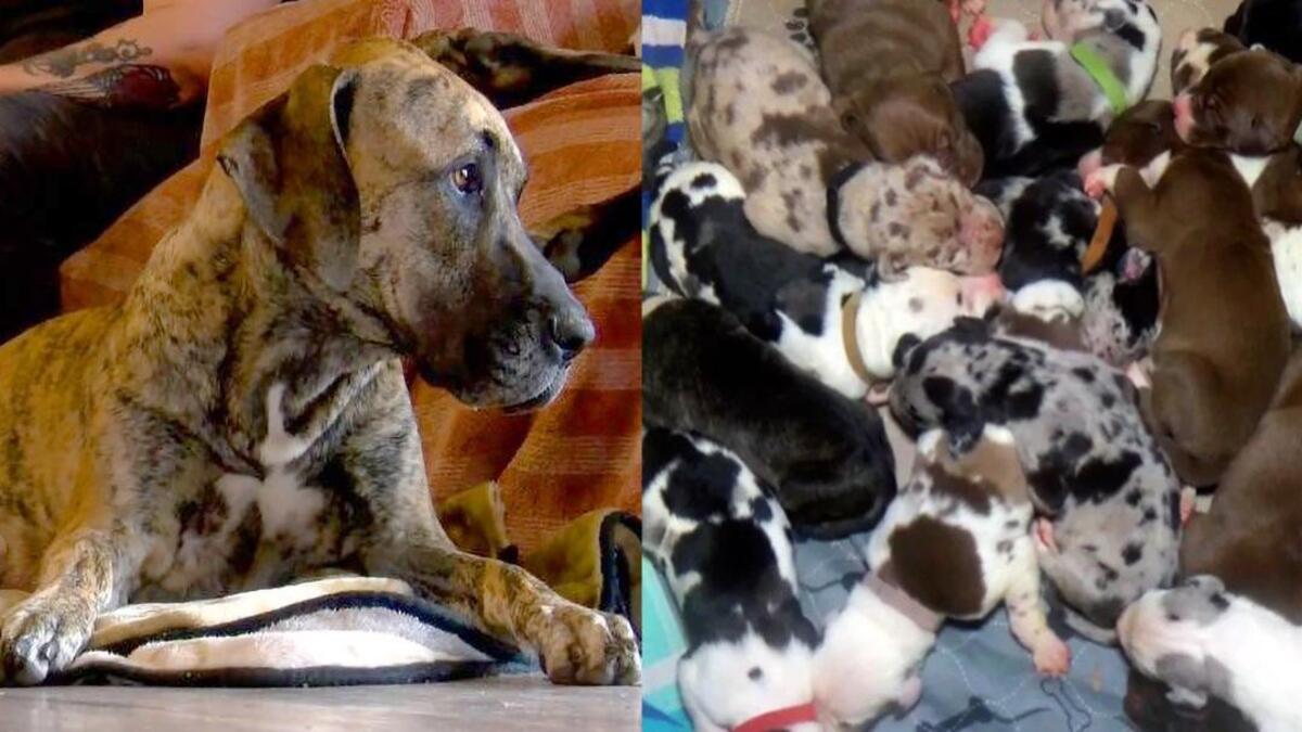 Une chienne dogue de Bordeaux donne naissance à un nombre record de 21 chiots en 27 heures