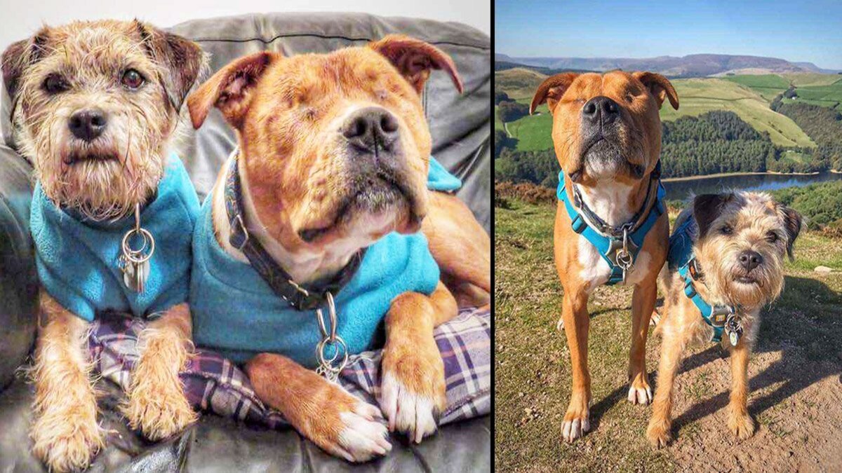 Une femme adopte un chiot aveugle et son autre chien devient son chien guide