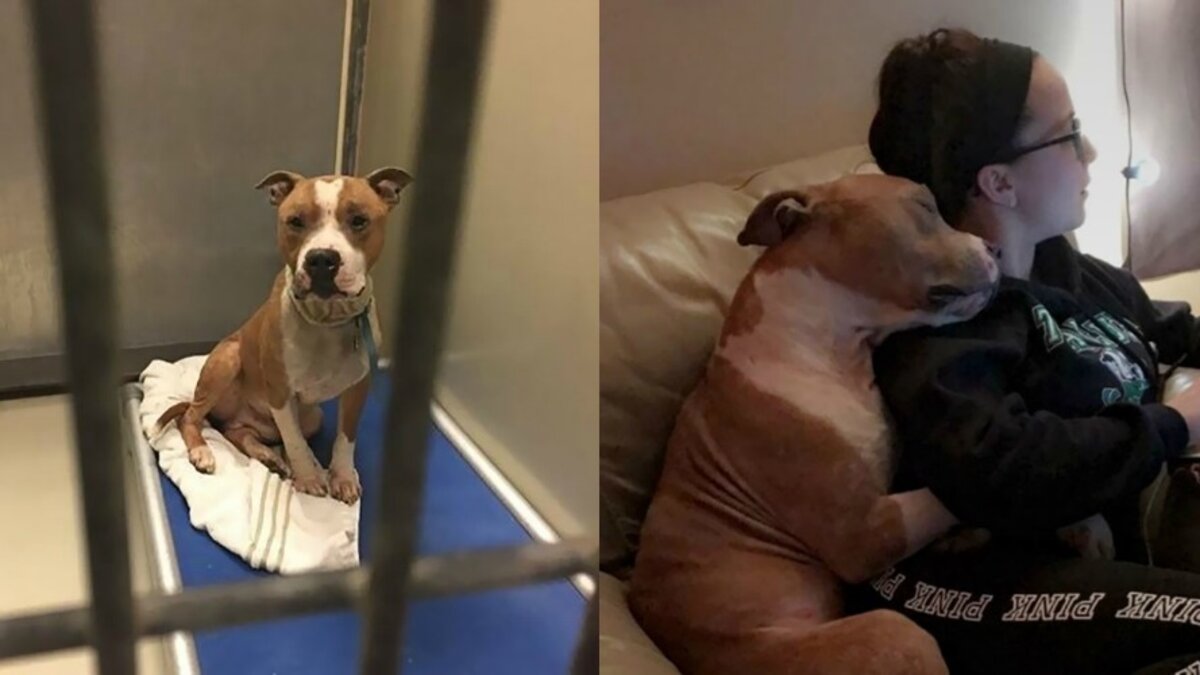 Une femme adopte un Pitbull triste et le chien ne peut s'empêcher de la câliner