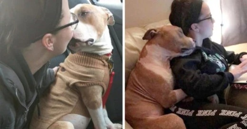 Une femme adopte un Pitbull triste et le chien ne peut s'empêcher de la câliner