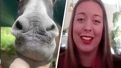 Une femme rencontre un âne, la réaction de l’animal est bouleversante