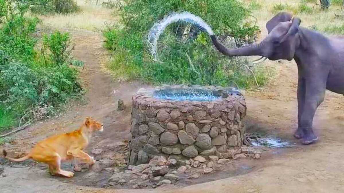 Une lionne reçoit une douche inattendue de la part d'un éléphant en colère