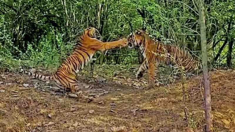 Une tigresse combat un tigre mâle pour protéger ses petits