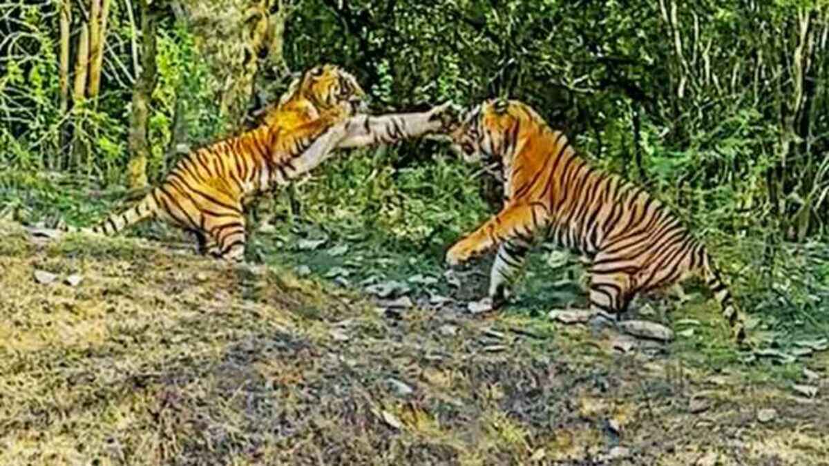 Une tigresse combat un tigre mâle pour protéger ses petits