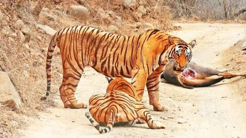 Un tigre mâle se fait voler sa nourriture par une tigresse