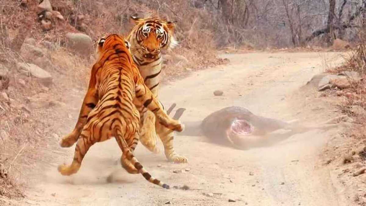 Une tigresse tente de voler la nourriture d'un énorme tigre mâle
