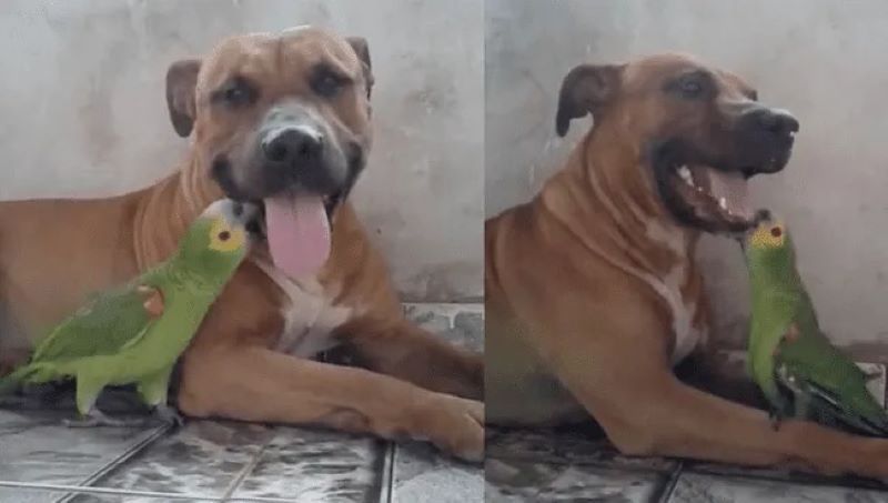 Vidéo virale un chien et une perruche sont les meilleurs amis du monde