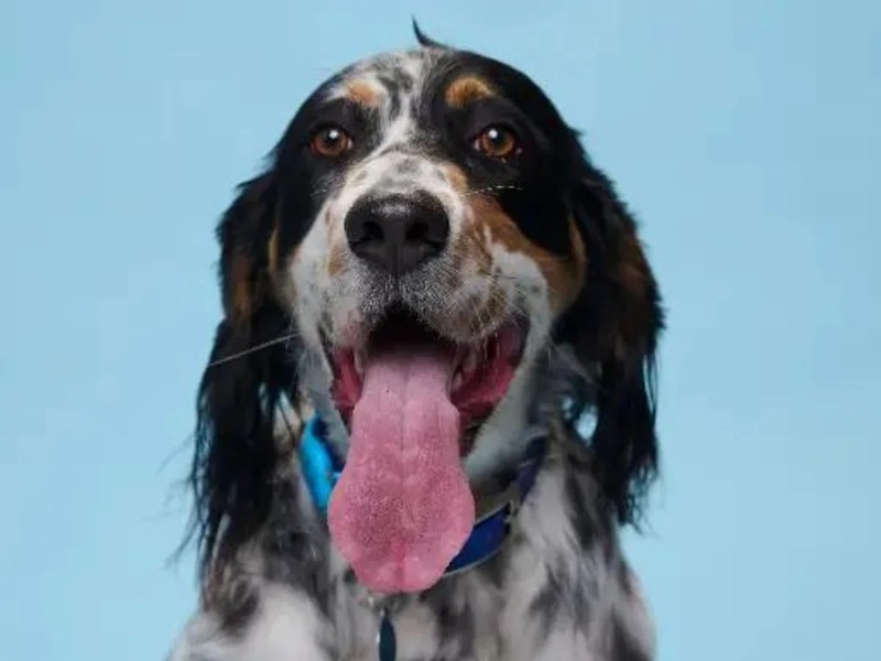 Voici Bisbee, le chien à la langue la plus longue du monde