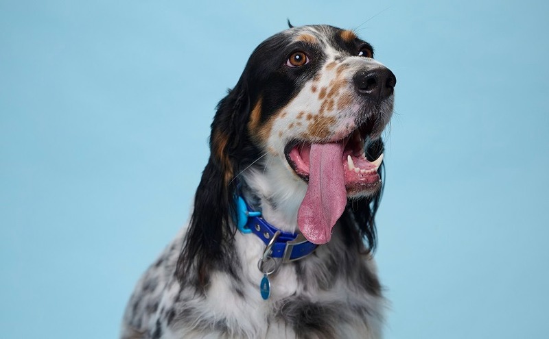 Voici Bisbee, le chien à la langue la plus longue du monde