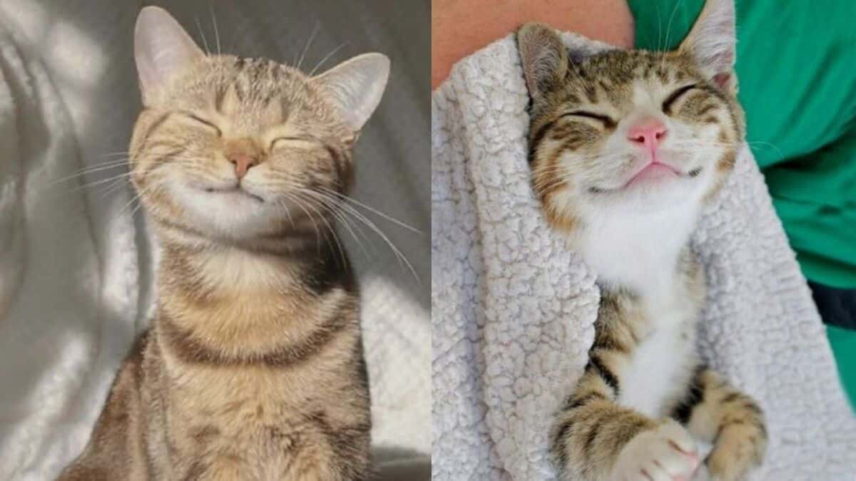 Voici la véritable signification du sourire de votre chat