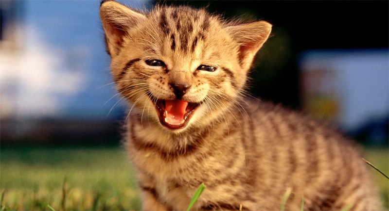 Voici la véritable signification du sourire de votre chat