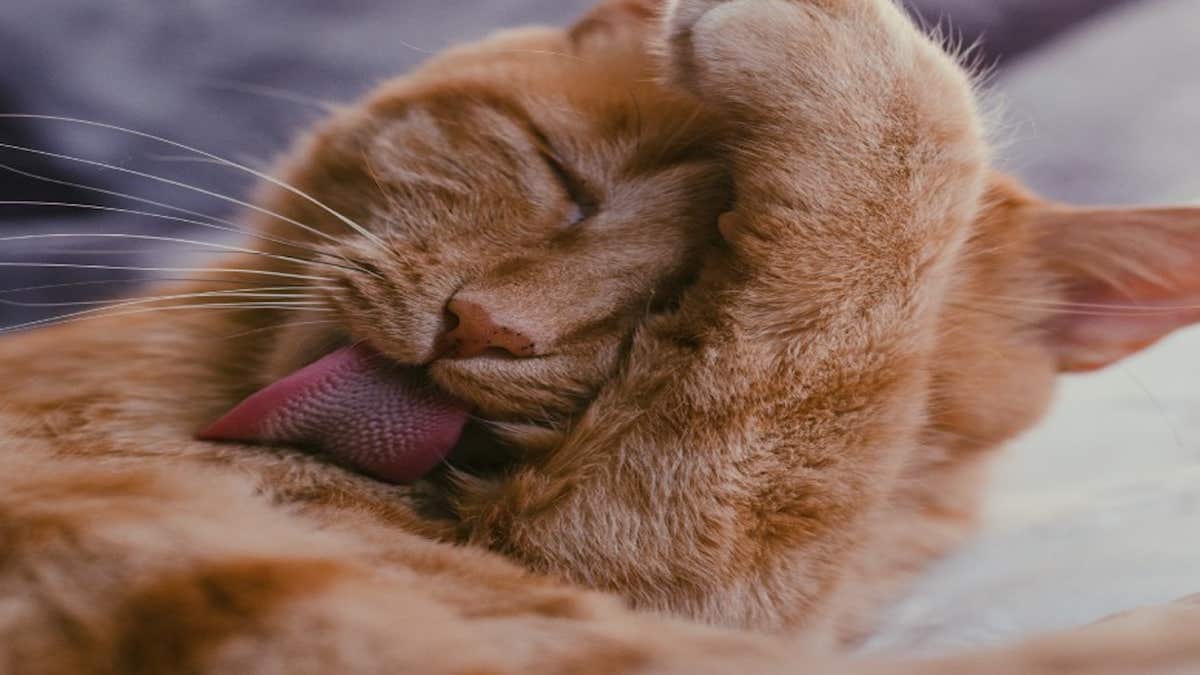 Votre chat aime lécher vos cheveux ? Découvrez les raisons surprenantes