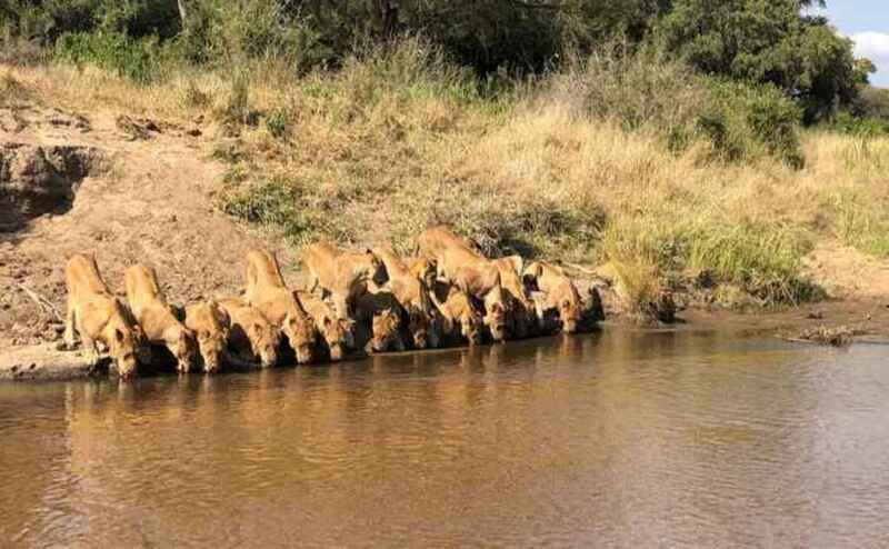 20 lions se rassemblent sur la rive d'une rivière pour boire de l'eau, une scène magique !