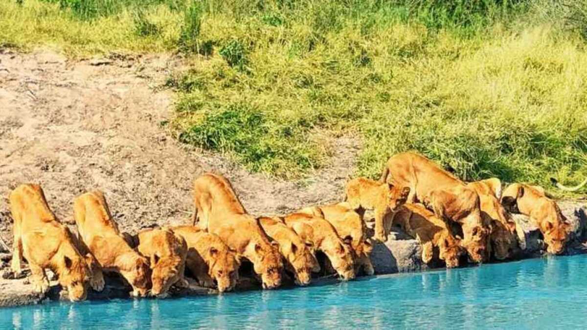 20 lions se rassemblent sur la rive d'une rivière pour boire de l'eau, une scène magique !