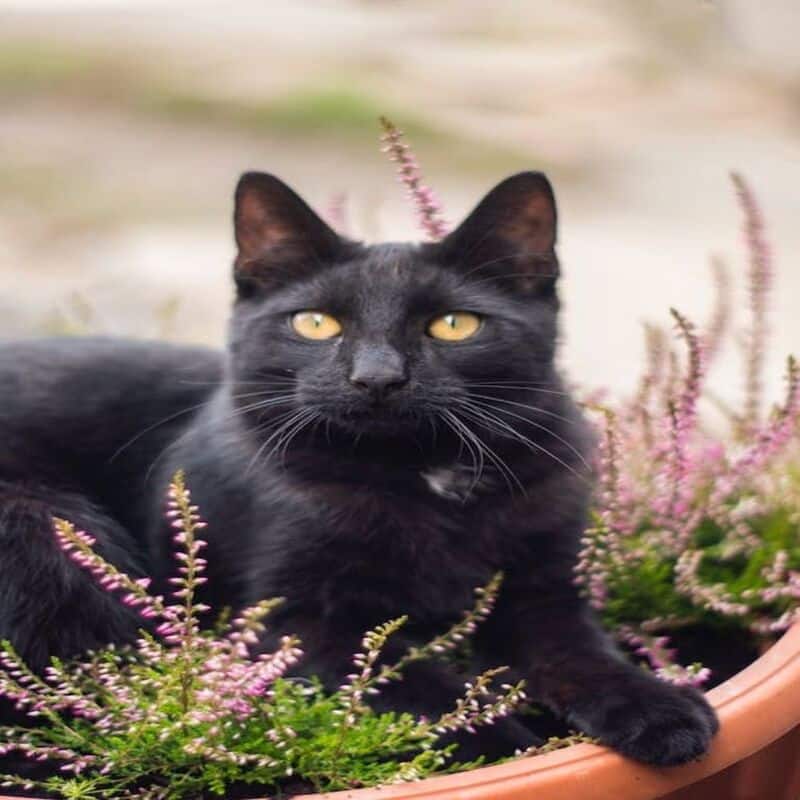 5 avantages d'avoir un chat noir à la maison