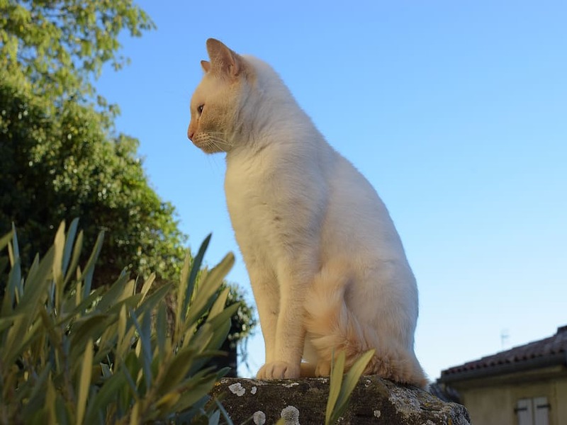 5 caractéristiques des chats blancs pour comprendre pourquoi ils sont spéciaux