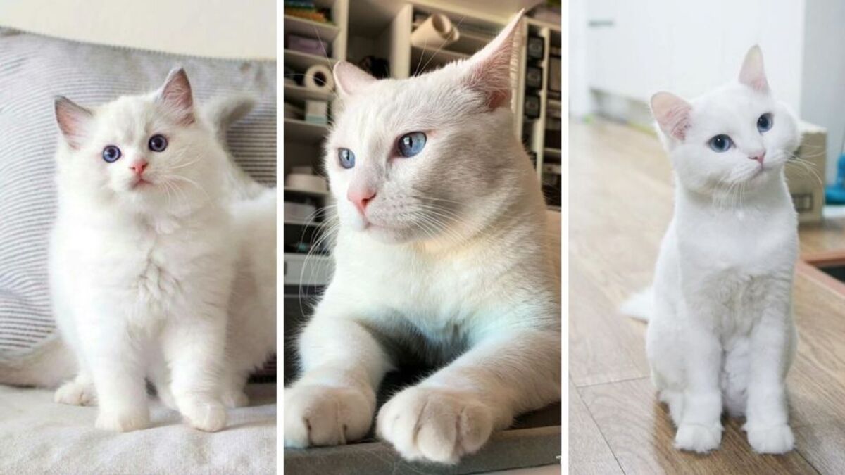 5 caractéristiques des chats blancs pour comprendre pourquoi ils sont spéciaux