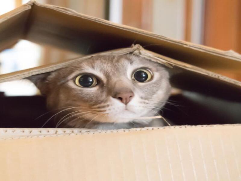 5 choses que nous apprennent les chats