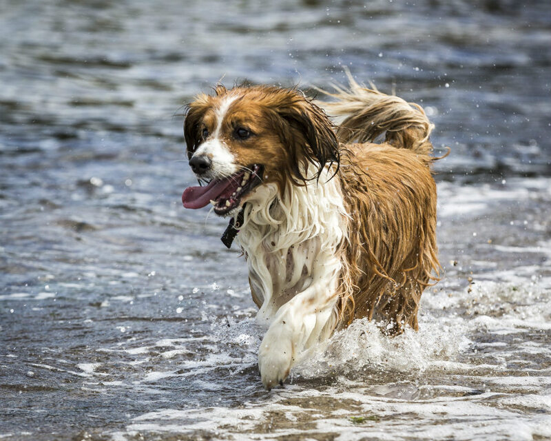 5 conseils pour rafraîchir votre chien en été