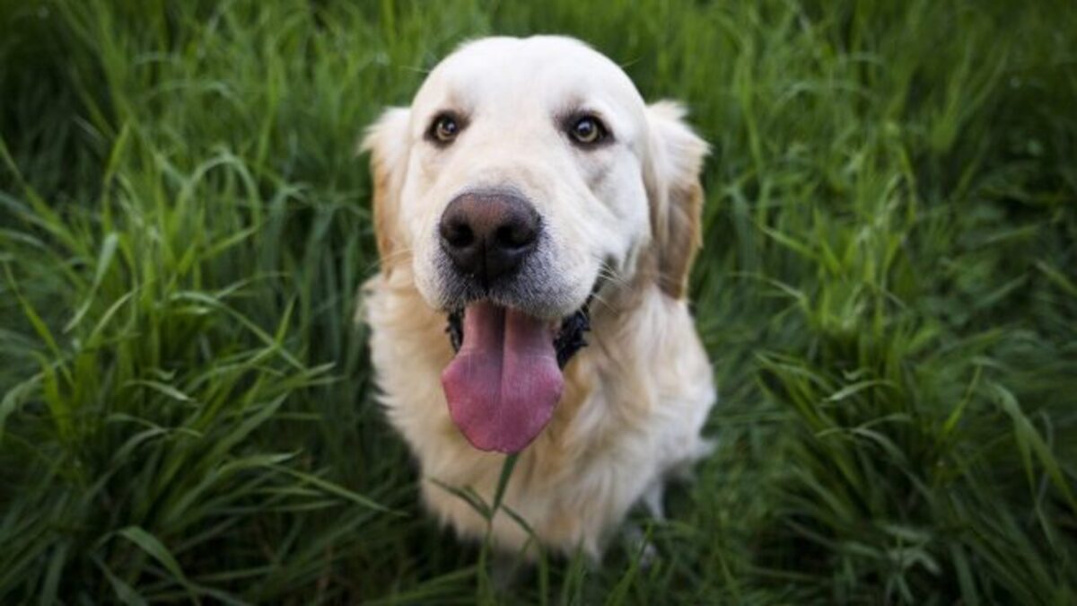 5 conseils pour rendre votre chien très heureux !