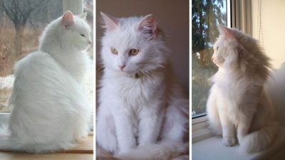 6 caractéristiques des chats angoras pour comprendre ce qui les rend si spéciaux