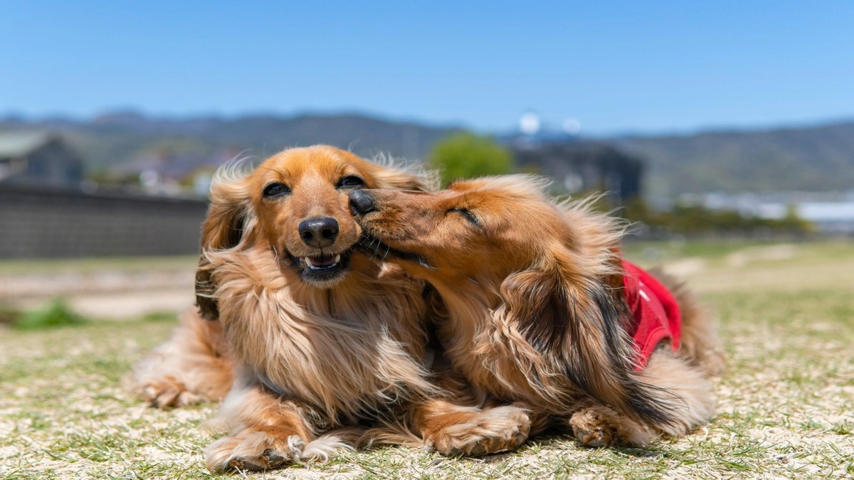 6 leçons à tirer des animaux de compagnie