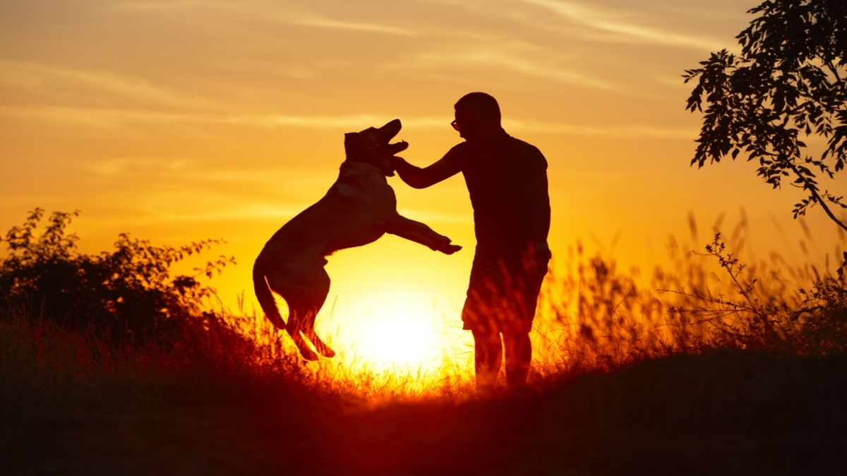 7 leçons que nous pouvons tirer des animaux pour une vie meilleure